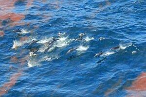 Striped Dolphins