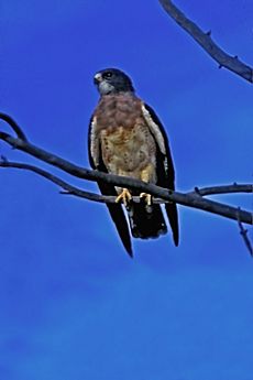 Swainson's Hawk