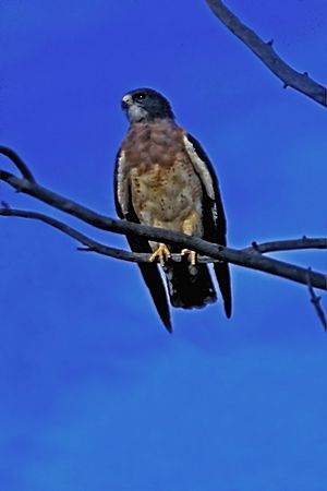 Swainson's Hawk