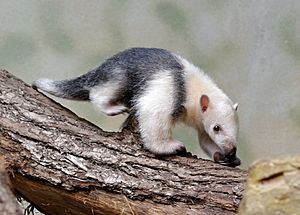 Tamandua tetradactyla qtl1