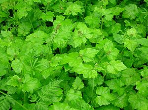 Tolmiea menziesii