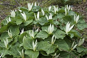 Trillium albidum 2.jpg