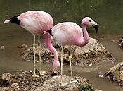 Two andeanflamingo june2003 arp.jpg