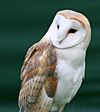 Tyto alba close up