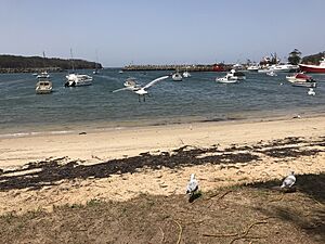 Ulladulla-harbour