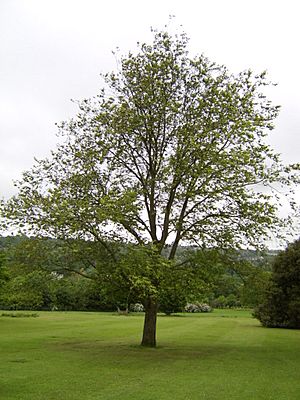 Ulmus wallichiana.JPG