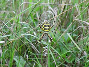 Wasp spider etc 008