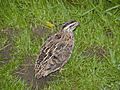 Weibliche Wachtel (Coturnix coturnix)