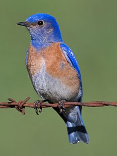 Western Bluebird - male