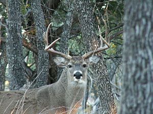 WhitetailBuck