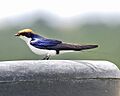 Wire-tailed swallow adult (Hirundo smithii)