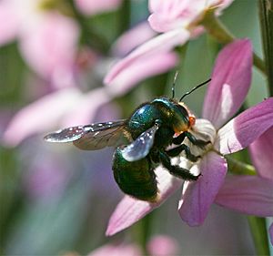 Xylocopa aeratus.jpg