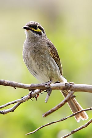 Yellow-faced Honeyeater nov07