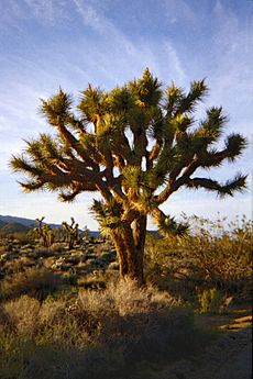 A026, Joshua Tree National Park, California, USA, 1998