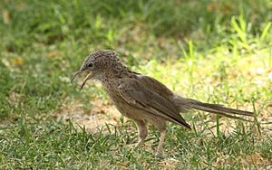 Arabian Babbler