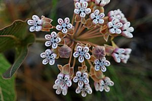 Asclepias humistrata.jpg