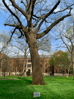 Bicentennial Oak