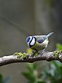 Blue Tit (12416609855)