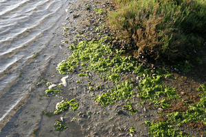 Bolsa Chica sea lettuce