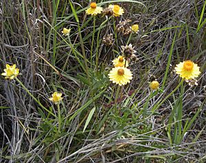 Bracteantha bracteata.jpg