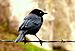 Brewer's Blackbird.jpg