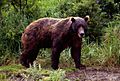 Brown-bear-in-spring