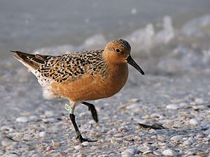 Calidris canutus (summer)