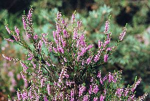 Calluna vulgaris 1