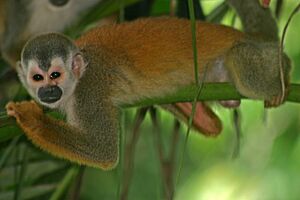 Central American Squirrel Monkey