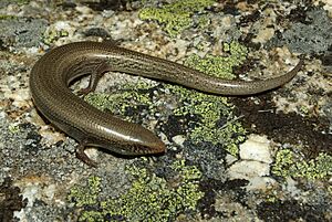 Chalcides bedriagai 01 by-dpc.jpg