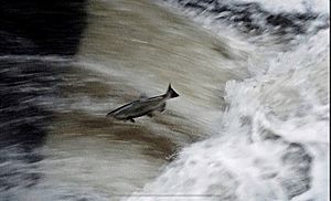 Chinook salmon leaping Los Gatos Creek 2018-12 Mike Tamaro.jpg