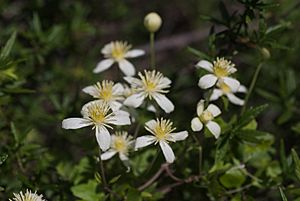 Clematis lasiantha.jpg