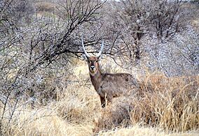 Common waterbuck, Namibia