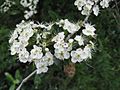 Crataegus crus-galli flowers 1