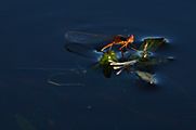 Damselflies (27871972073)