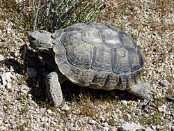 DesertTortoise