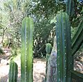 Echinopsis-pachanoi-close-up