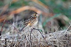 Emberiza fucata.jpg