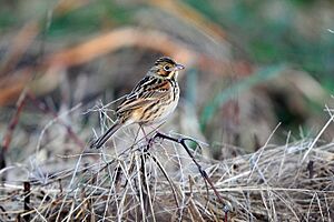 Emberiza fucata.jpg