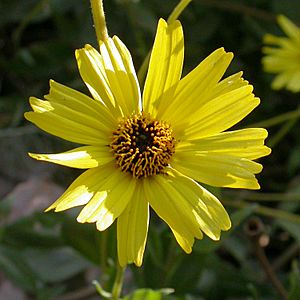 Encelia californica head 2003-04-10.jpg