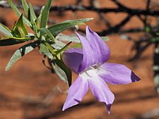 Eremophila spectabilis brevis (flower detail)