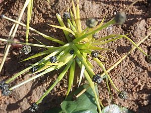 Eriocaulon australasicum P6120113.jpg