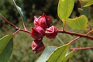 Eucalyptus pachyphylla bud