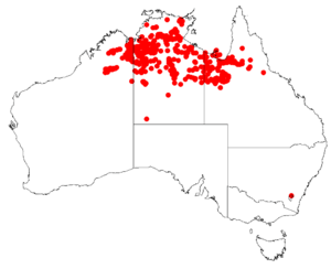 Eucalyptus pruinosa Distribution Map.png