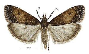 Eudonia asterisca female.jpg