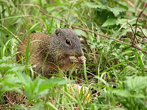 Franklin's Ground Squirrel.jpg