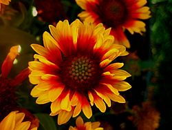 Gaillardia aristata (blanketflower or firewheel) - 2.jpg