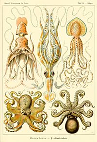 Haeckel Gamochonia.jpg