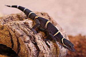 Hainan leopard gecko (Goniurosaurus hainanensis).jpg