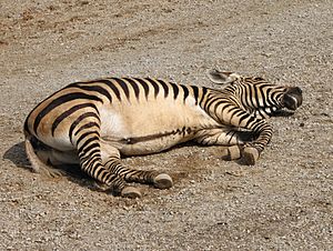 Hartmanns Mountain Zebra Resting